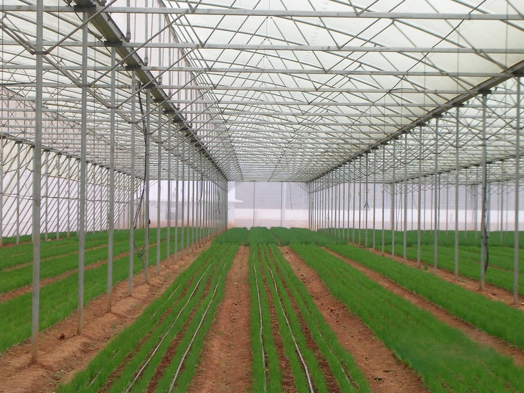 Greenhouse Project 9